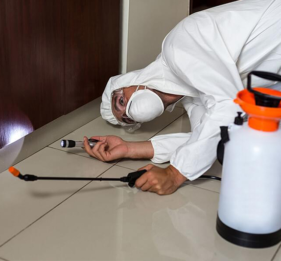 Eco-Friendly Pest Control Services: Promoting Sustainability and Environmental Responsibility