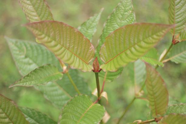 How to Brew Kratom: A Simple Guide