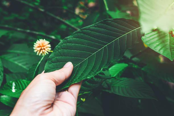 Kratom for Pain: A Natural Alternative to Traditional Remedies